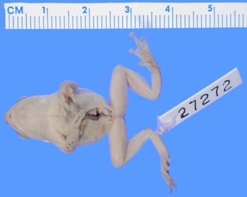 Media type: image; Herpetology A-27272